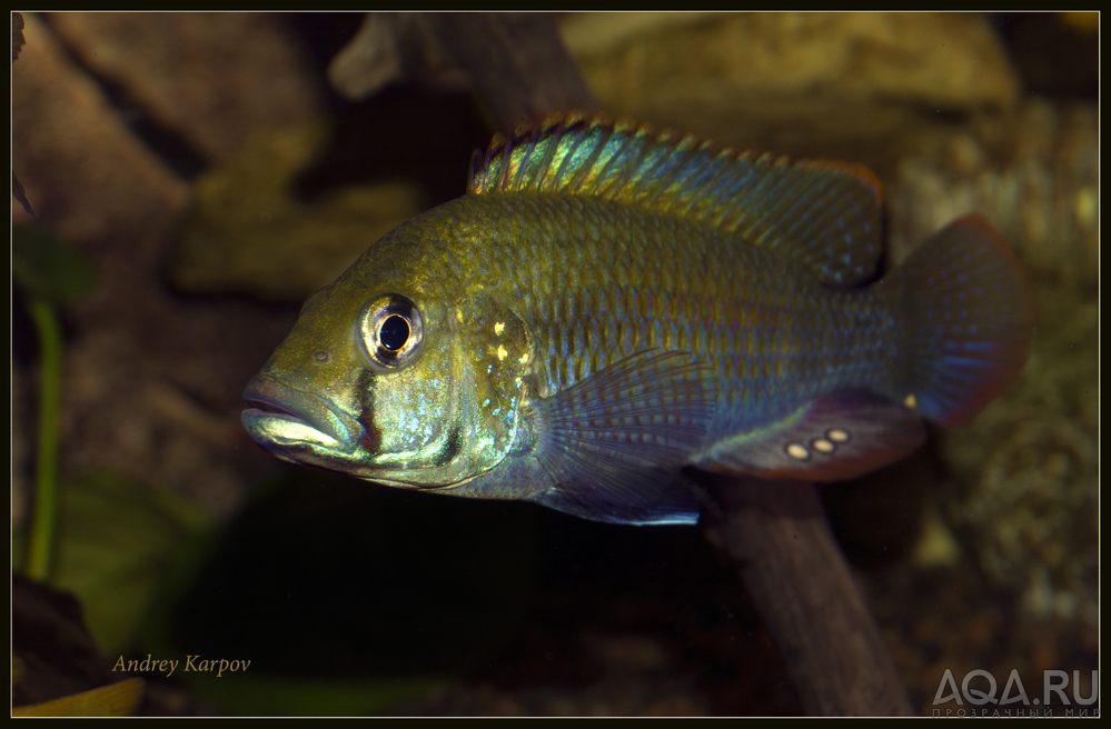 Astatotilapia Calliptera 