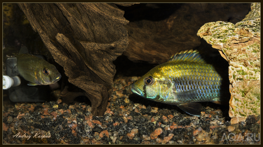 Astatotilapia Calliptera 