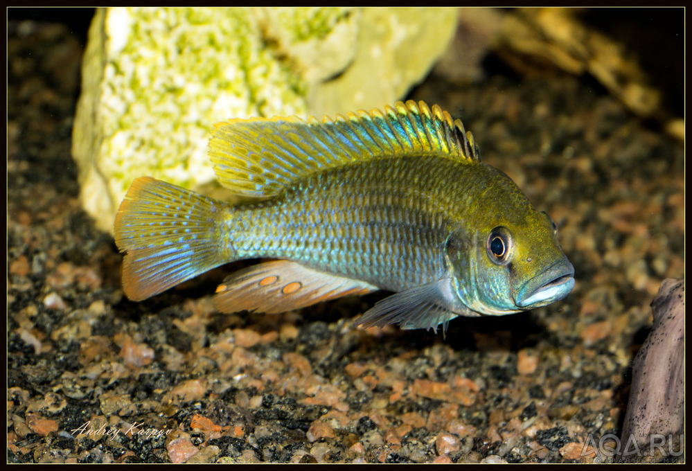 Astatotilapia Calliptera 