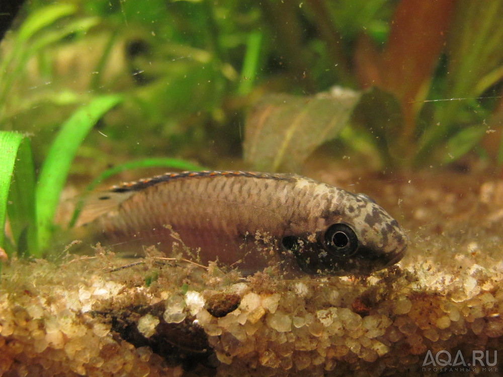 Enigmatochromis lucanusi - самка в стрессовой окраске