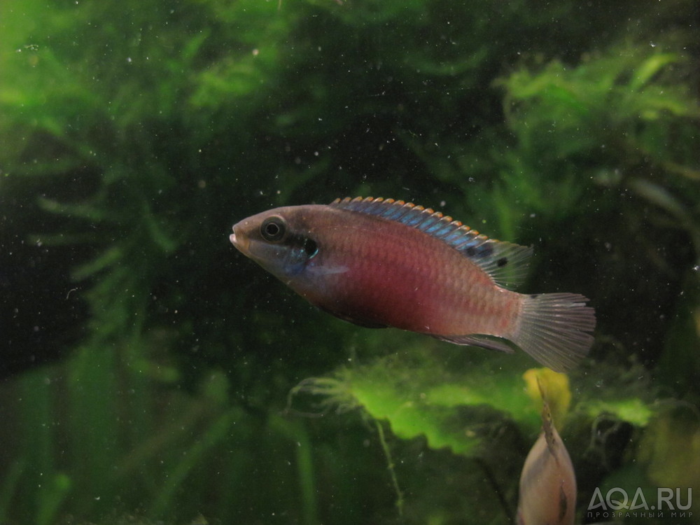 Enigmatochromis lucanusi - самка