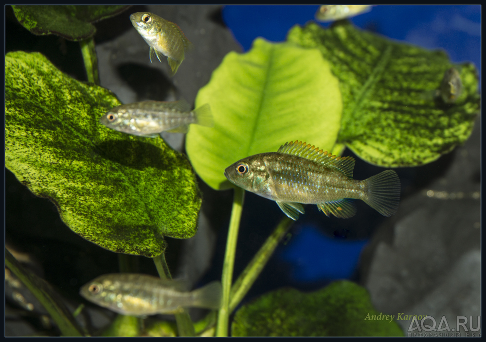 Astatotilapia Calliptera 