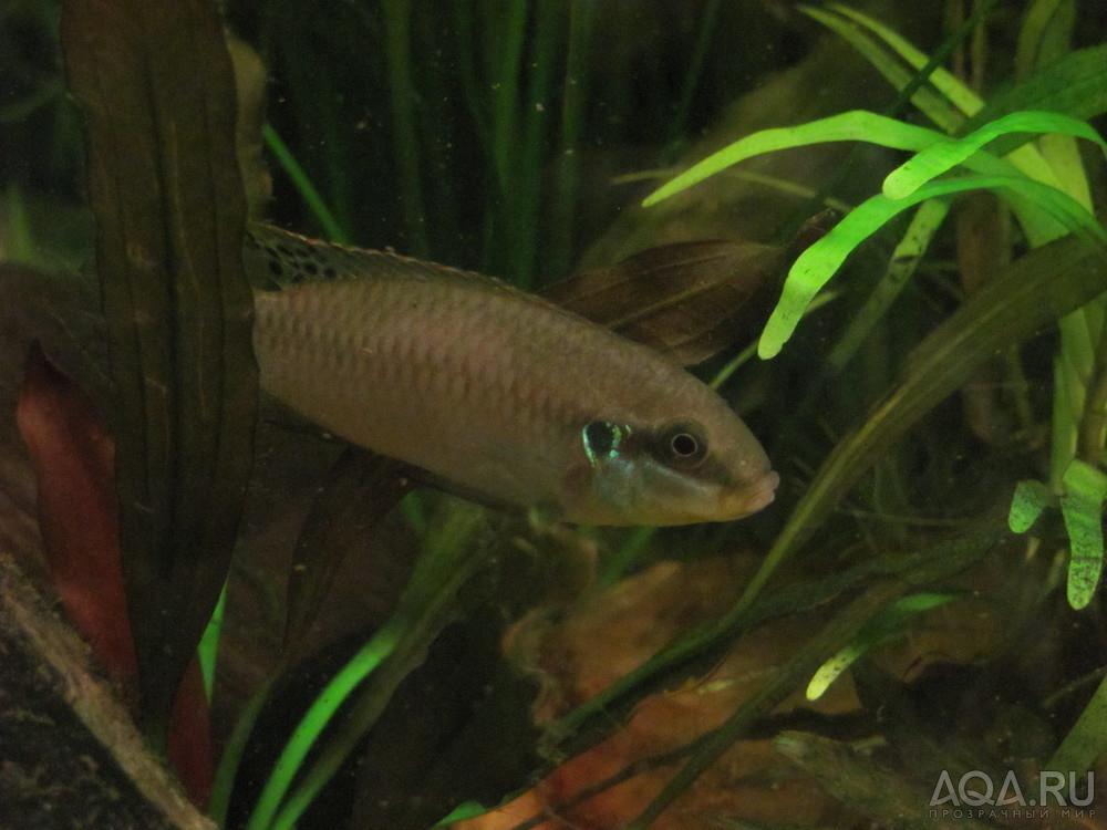 Самец Enigmatochromis lucanusi