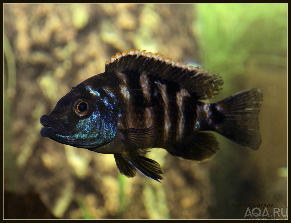 Placidichromis Milomo  Super VS-10