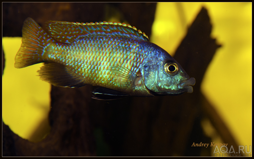 Placidichromis Milomo  Super VS-10