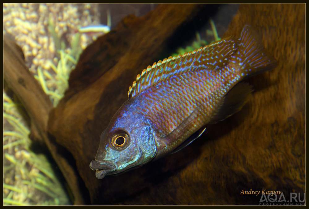 Placidichromis Milomo  Super VS-10