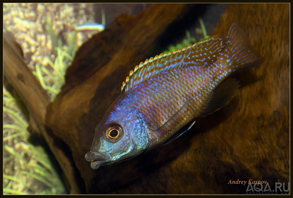 Placidichromis Milomo "Super VS-10"