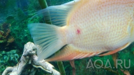 У Северума типа нарыва, Возле хвоста у рыбки язвочка с белой серединой