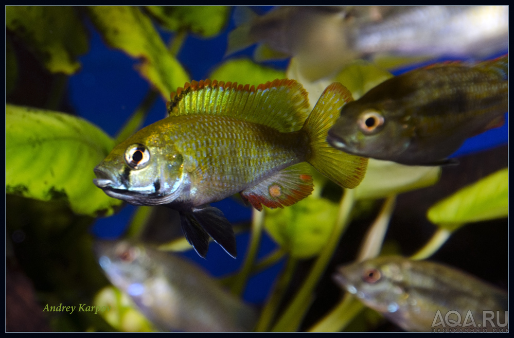 Astatotilapia Calliptera (riverine cichlids in the region of lake Victoria)