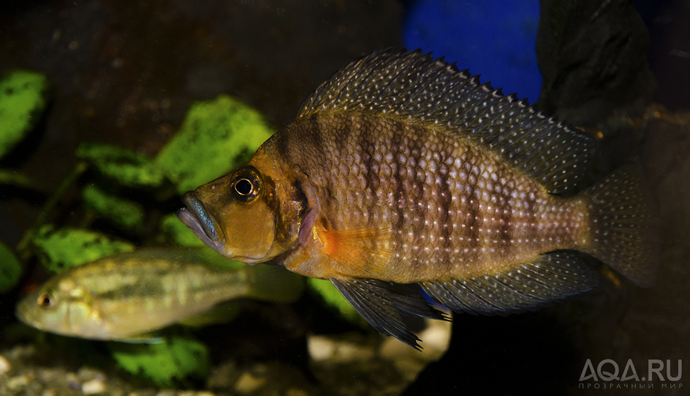 Altolamprologus compressiceps Gold head