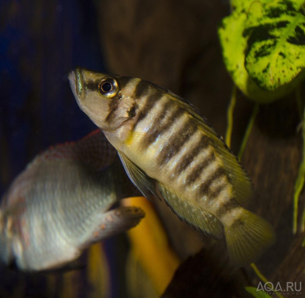 Altolamprologus compressiceps Gold head