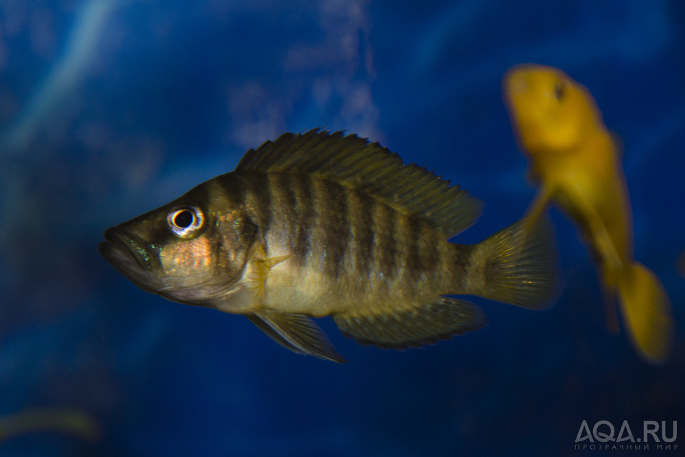 Altolamprologus compressiceps Gold head