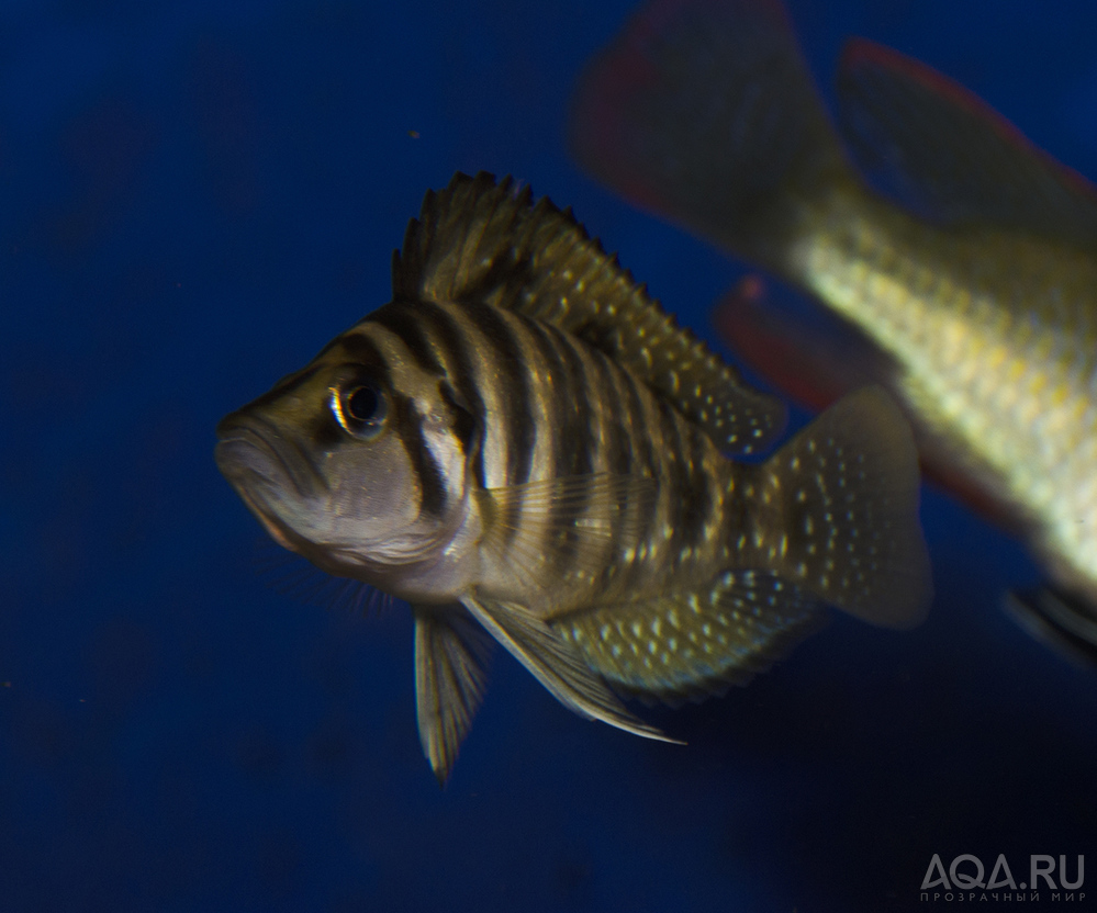 Altolamprologus compressiceps Gold head