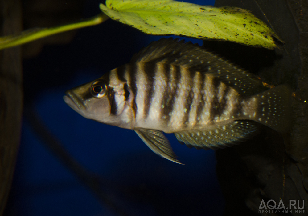 Altolamprologus compressiceps Gold head