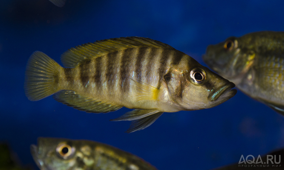 Altolamprologus compressiceps Gold head