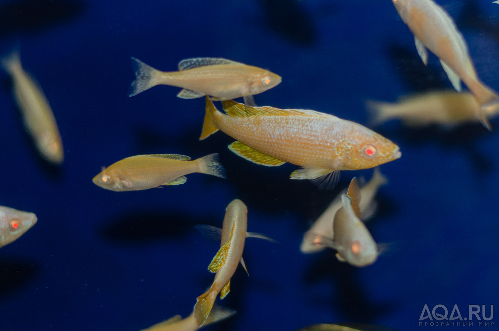 Cyprichromis leptosoma Jumbo kitumba albino