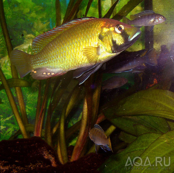 Аstatotilapia Calliptera