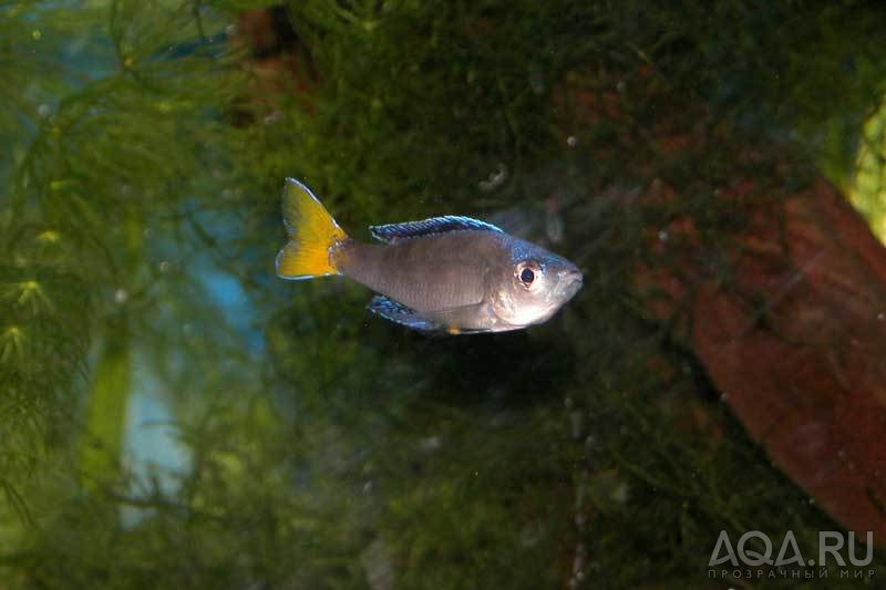 Cyprichromis leptpsoma Mpulungu