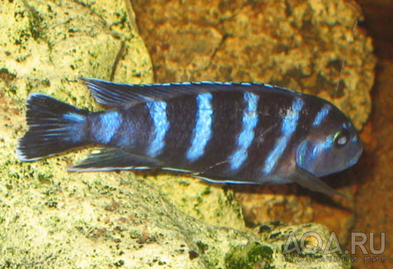 Pseudotropheus demasoni