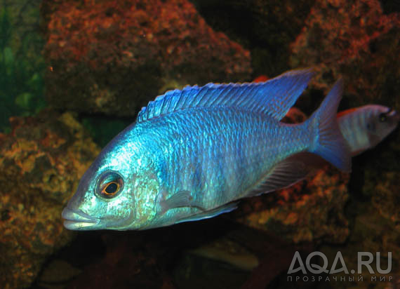 Placidochromis elektra