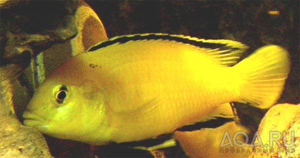 Labidochromis 