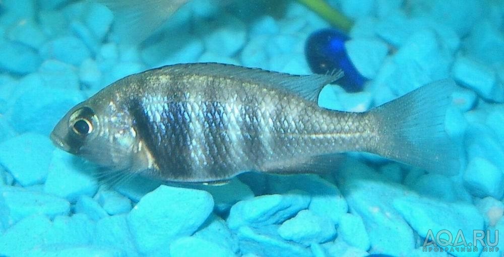 Placidochromis phenochilus