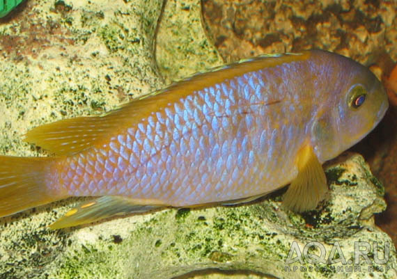 Pseudotropheus saulosi