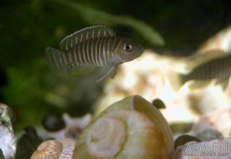 Lamprologus similis