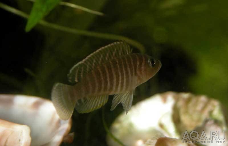 Lamprologus similis