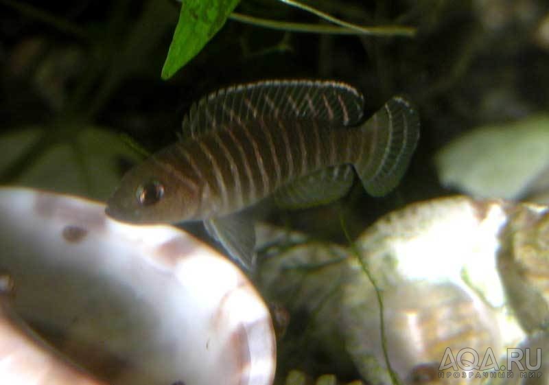 Lamprologus similis