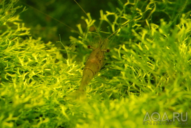 Riccia fluitans