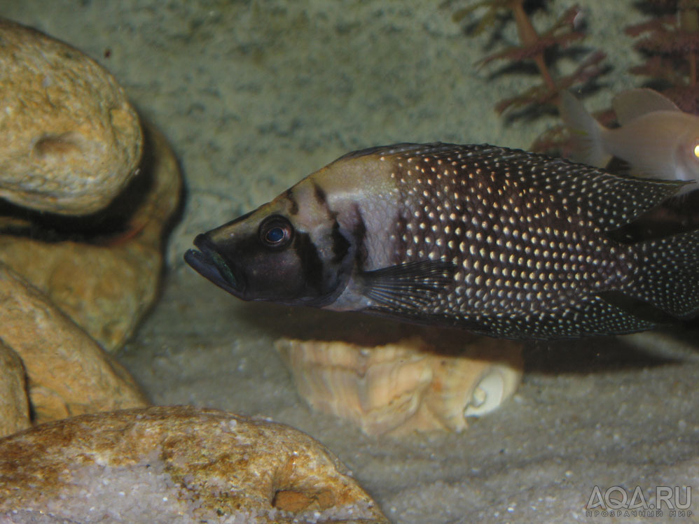 Altolamprologus calvus 'black'