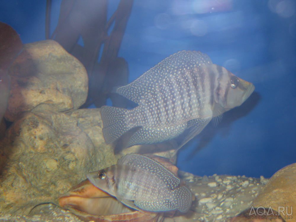 Altolamprologus calvus 'white'