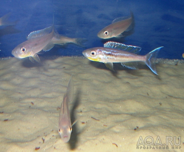 Benthochromis_tricoti_Burundi