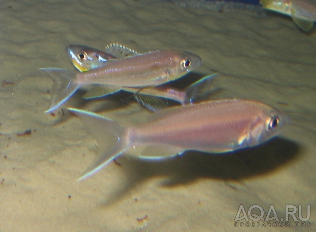 Benthochromis_tricoti_Burundi