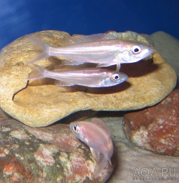 Benthochromis_tricoti_Burundi