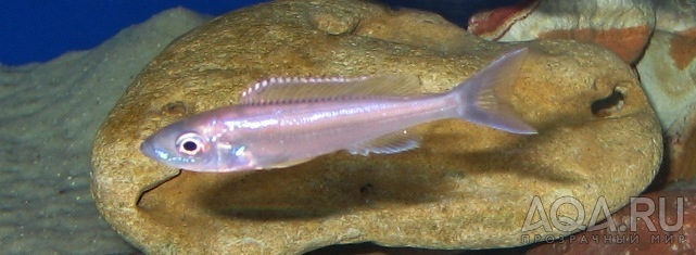 Benthochromis_tricoti_Burundi