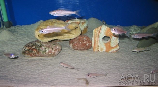 Benthochromis_tricoti_Burundi