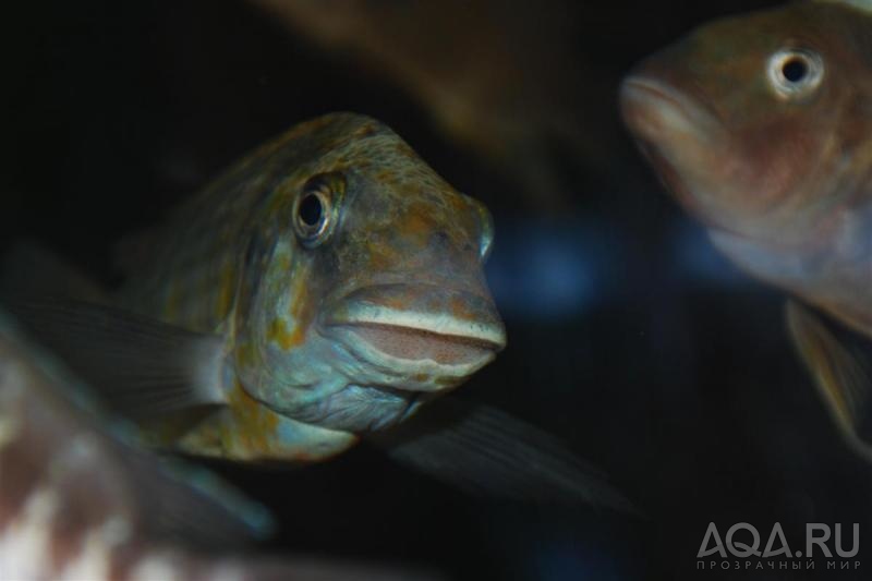 Petrochromis sp Kasumbe