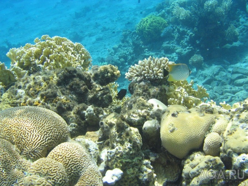 Шевроновая бабочка на фоне кораллов.