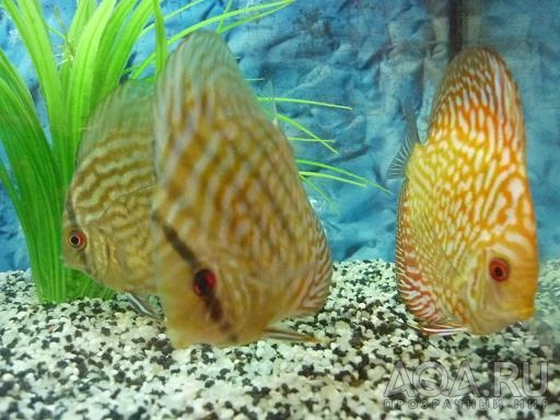 Discus