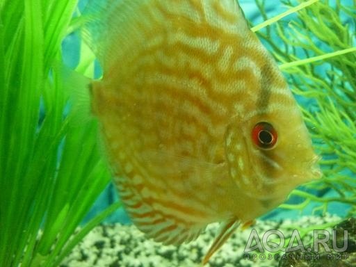 Discus