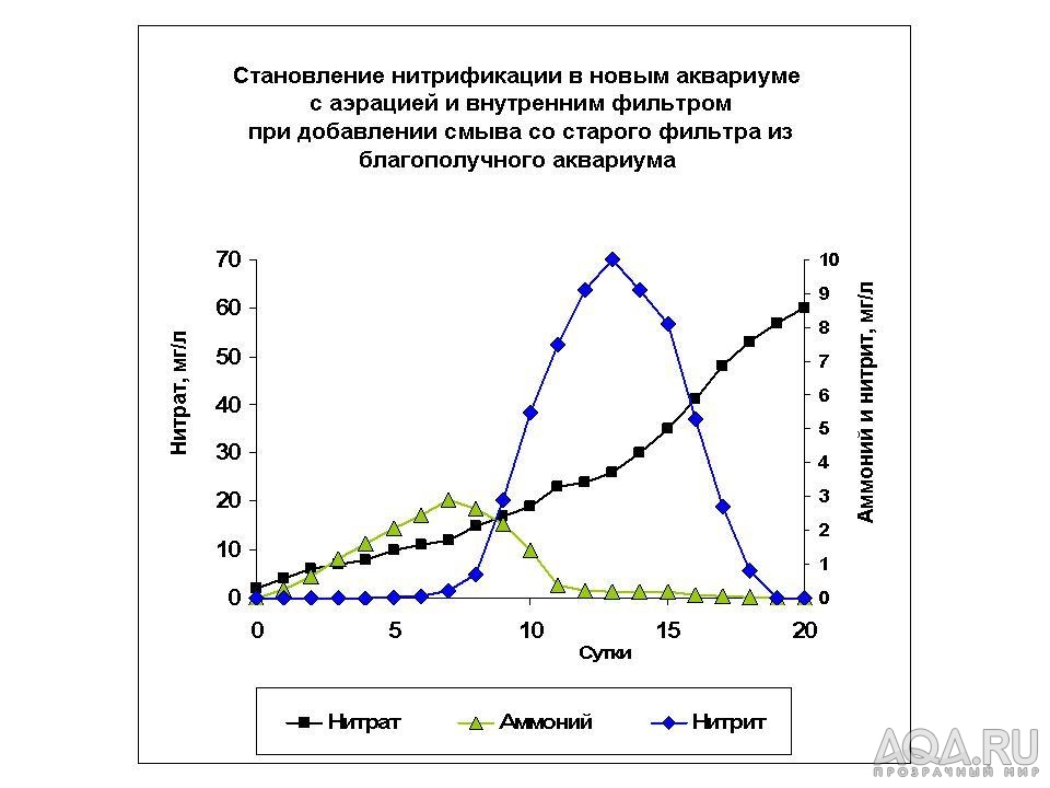 Становление нитрификации