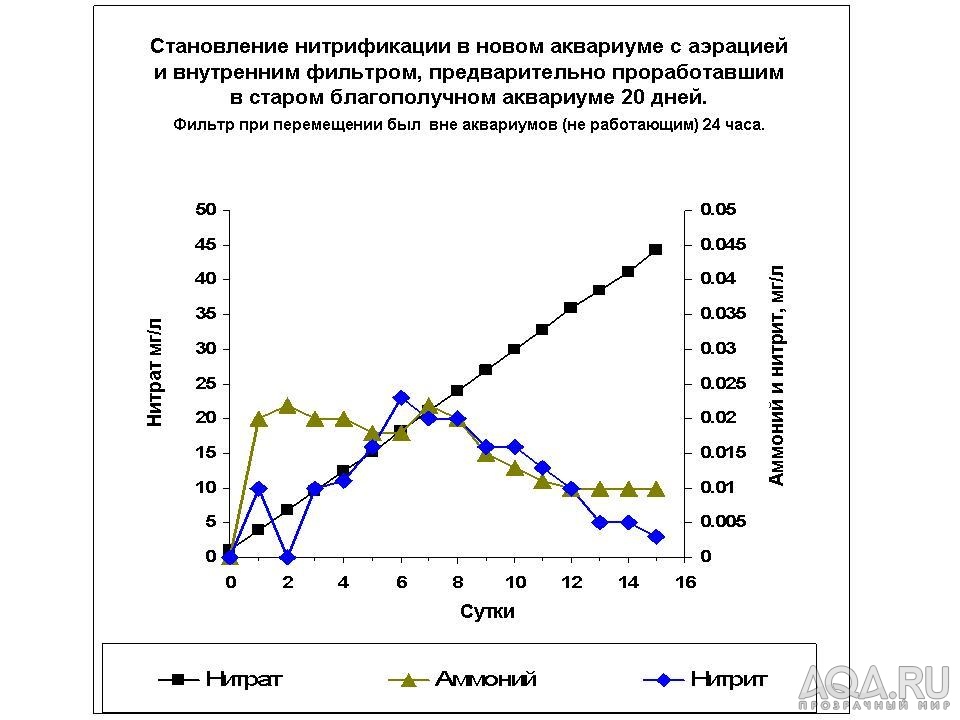 Становление нитрификации