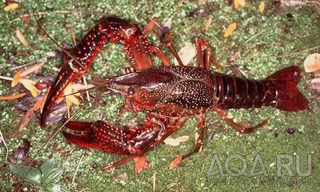 Procambarus clarkii