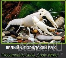 procambarus clarkii white