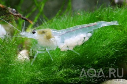 КРЕВЕТКА СНЕЖИНКА (NEOCARIDINA CF. ZHANGJIAJIENSIS VAR. WHITE)