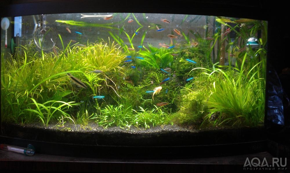 50l