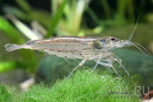 КРЕВЕТКА АМАНО-AMANO SHRIMP