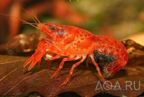 КАРЛИКОВЫЙ МЕКСИКАНСКИЙ РАК - CAMBARELLUS PATZCUARENSIS